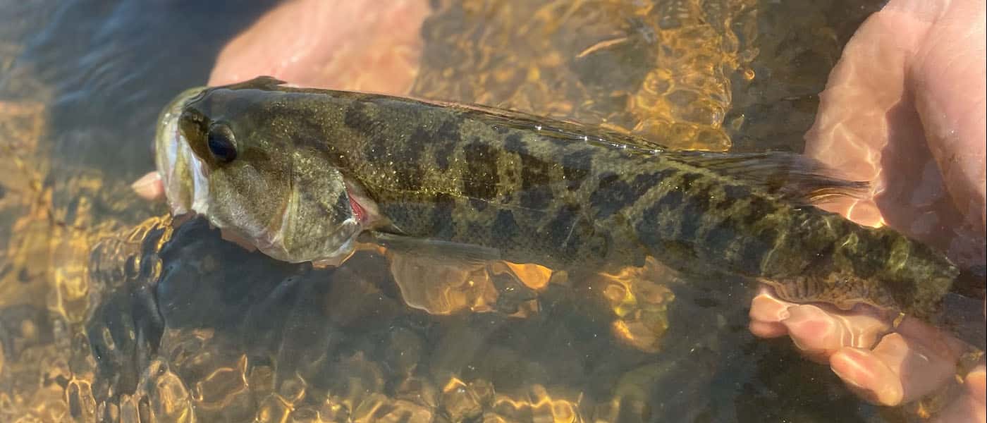 Beautiful Flint River shoal bass being released back into the river.