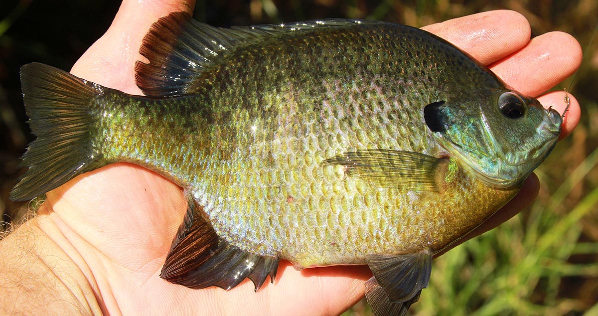 Nice hand-sized bluegill caught on live bait.