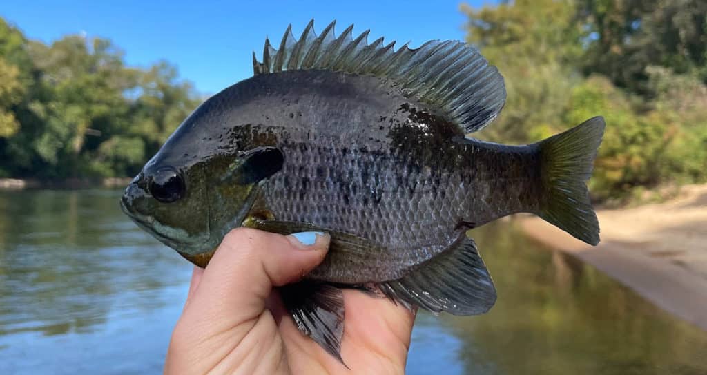 Big Georgia bluegill caught during the summer spawn.