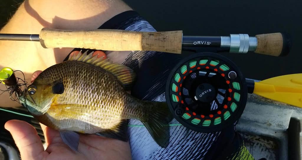 Big bluegill caught from a Georgia farm pond with a fly rod.