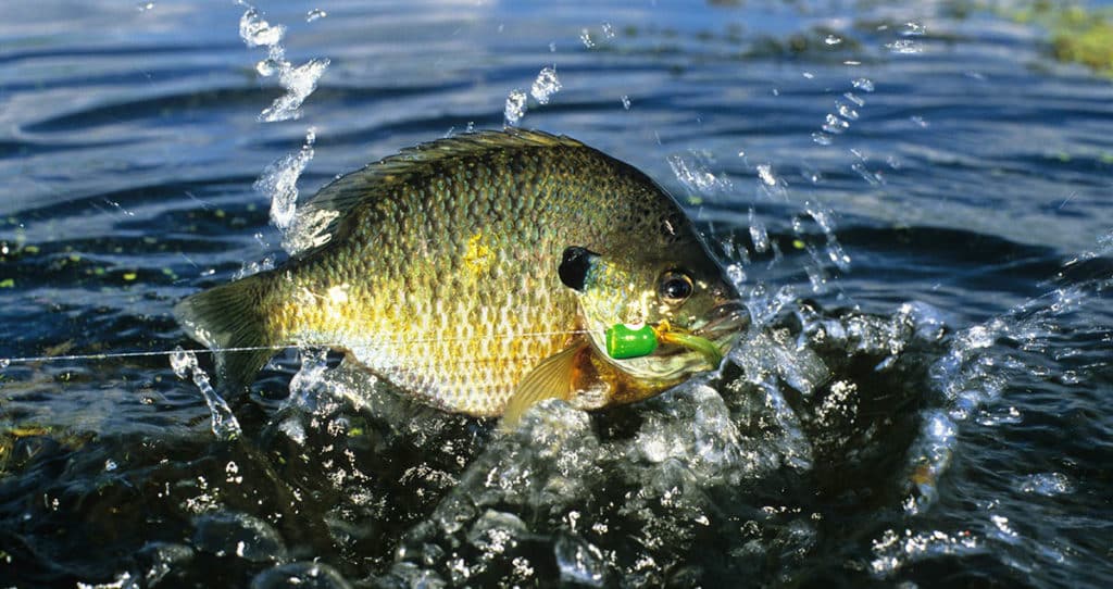 A big bluegill is being caught on a top water popper.