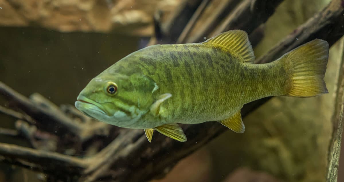 Where to Fish for Smallmouth Bass in Georgia