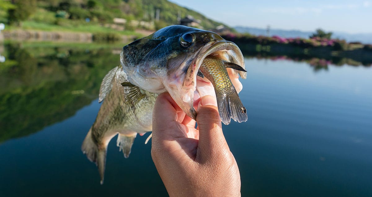 Photo of a largemouth bass with a small bluegill in its mouth.