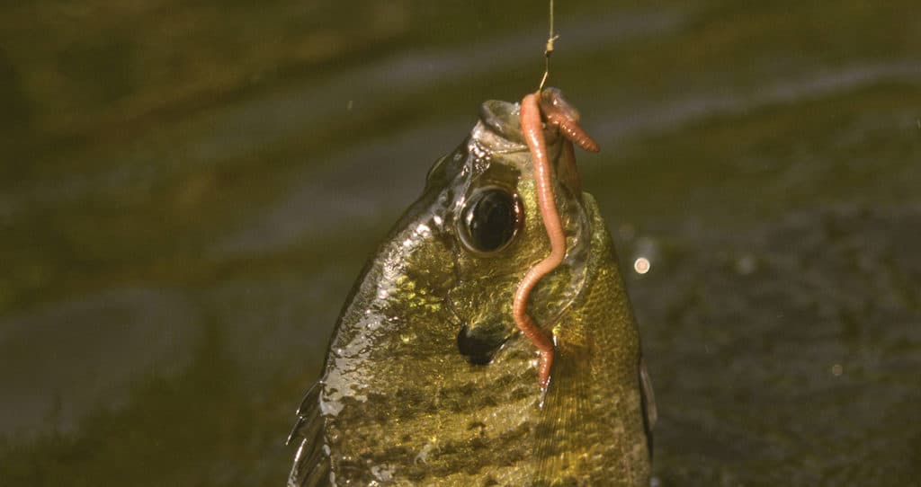 Photo of a small bluegill caught with a worm on a bait holding hook.