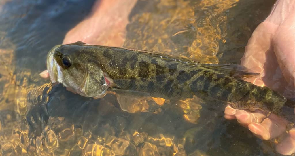 Photo of a beautiful Shoal bass being released in the Flint River.