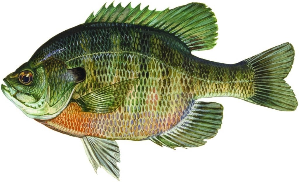 Illustration of a bluegill by artist Duane Raver.