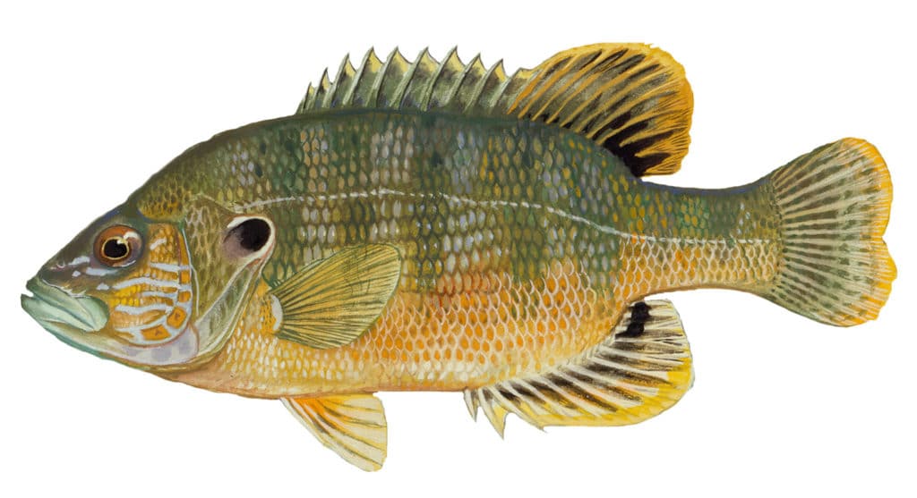 Illustration of a green sunfish by artist Duane Raver.