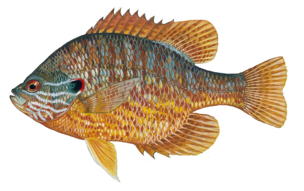 Illustration of a common sunfish, or pumpkinseed, by artist Duane Raver.