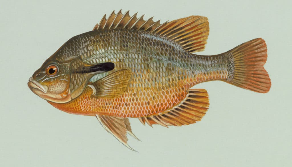 Illustration of a redbreast sunfish by artist Duane Raver.