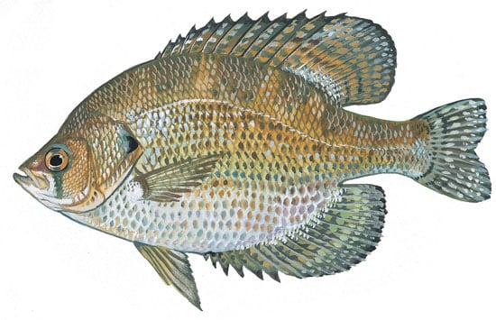 Illustration of a flier sunfish from the South Carolina DNR.