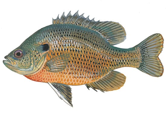 Illustration of a spotted sunfish from the Georgia DNR.