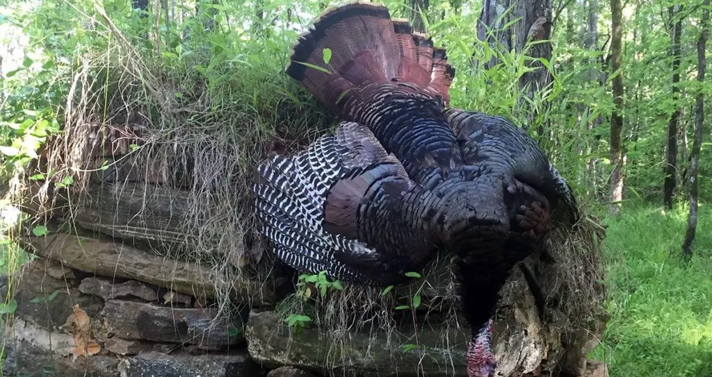 Photo of a turkey harvested on a Georgia WMA.