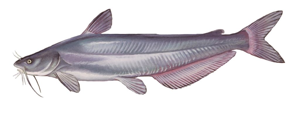 Illustration of a blue catfish by Duane Raver Jr.