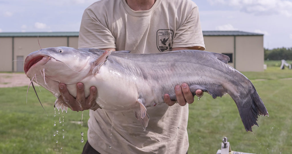 Fisheries biologist holding a large Georgia blue catfish.