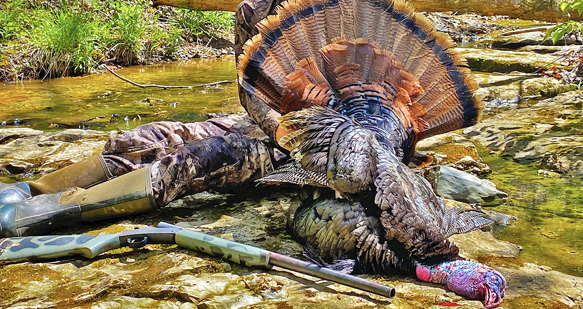 Photo of a turkey taken during the spring turkey season.