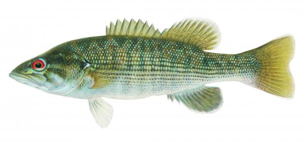 Illustration of the Tallapoosa bass.