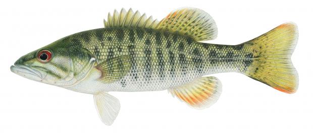 Illustration of the bartrams bass.