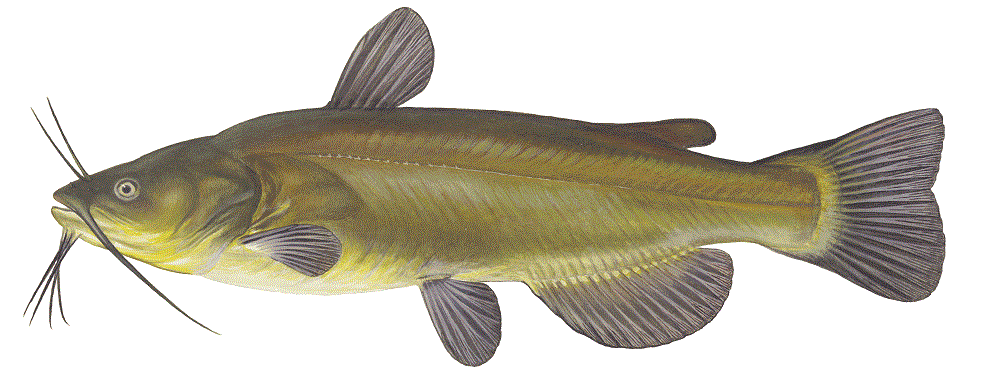 Illustration of a black bullhead catfish courtesy of the Iowa DNR.