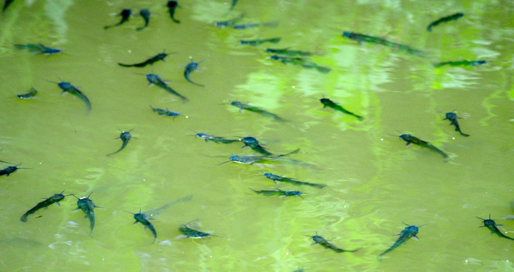 A bunch of baby blue catfish after a successful catfish spawn.