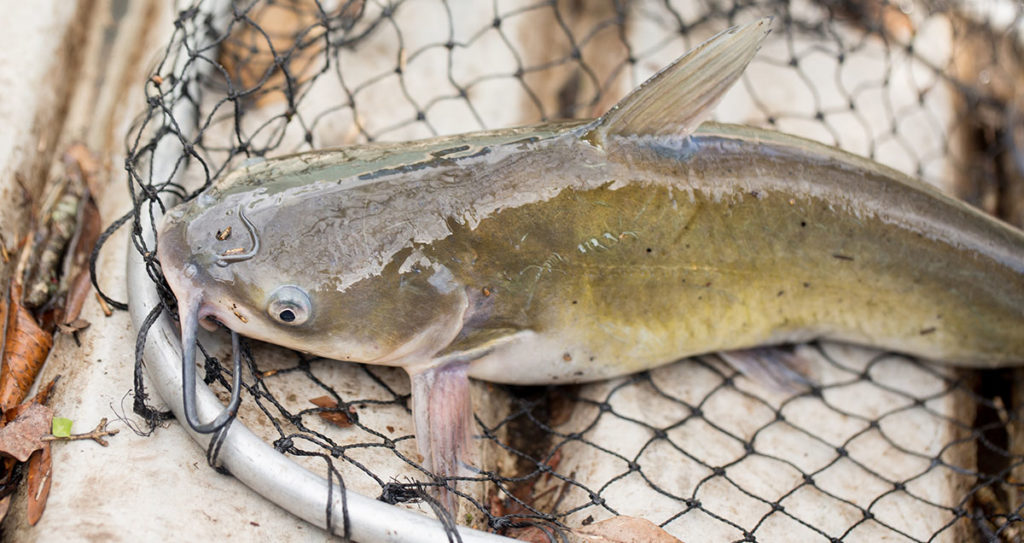 Photo of a Georgia channel catfish caught on a homemade bait using chicken livers.