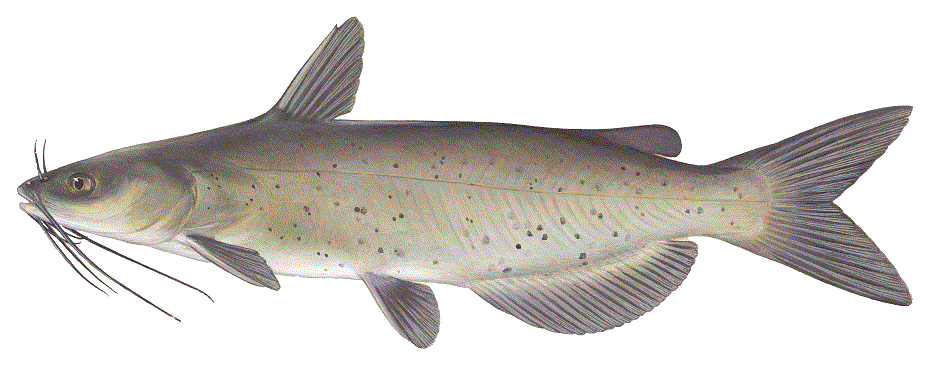 Illustration of a channel catfish from the Iowa DNR.