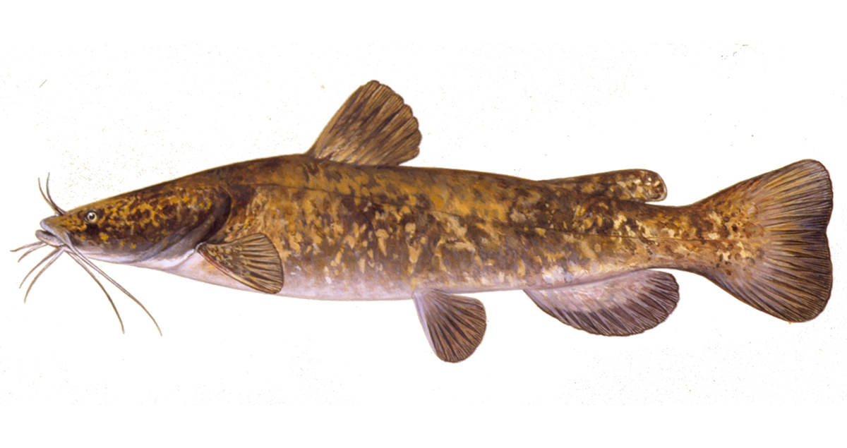 Illustration of a Georgia flathead catfish.