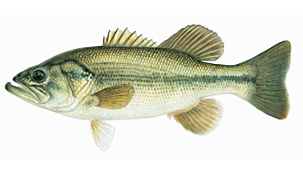 Illustration of the largemouth bass.