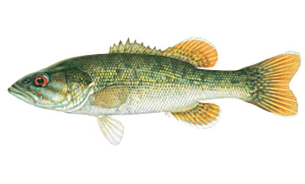 Illustration of the redeye bass.