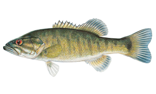 Illustration of the shoal bass.