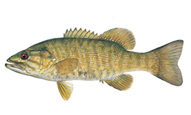 Illustration of the smallmouth bass.