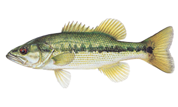 Illustration of the spotted bass.