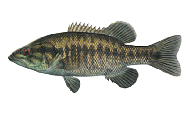 Illustration of the Suwanee bass.