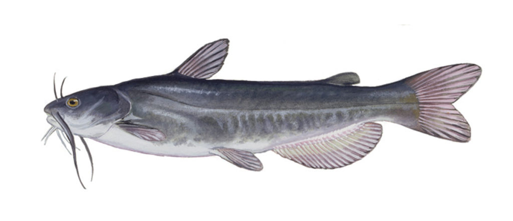 Illustration of a white catfish by artist Duane Raver Jr.