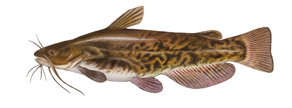 Illustration of a brown bullhead catfish.