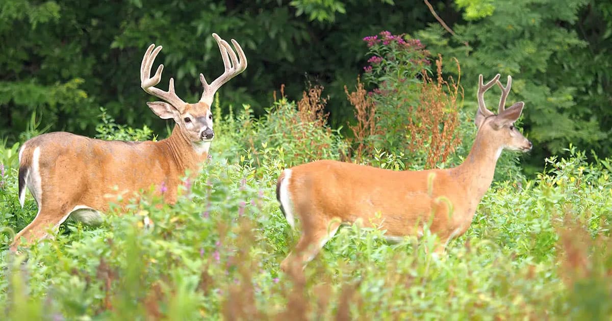 Two beautiful whitetail bucks in velvet standing in a field.