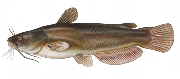 Illustration of a yellow bullhead catfish.