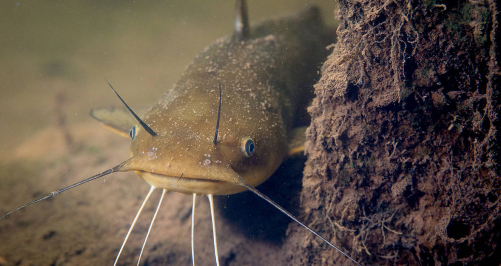 Underwater photo of a small bullhead catfish.