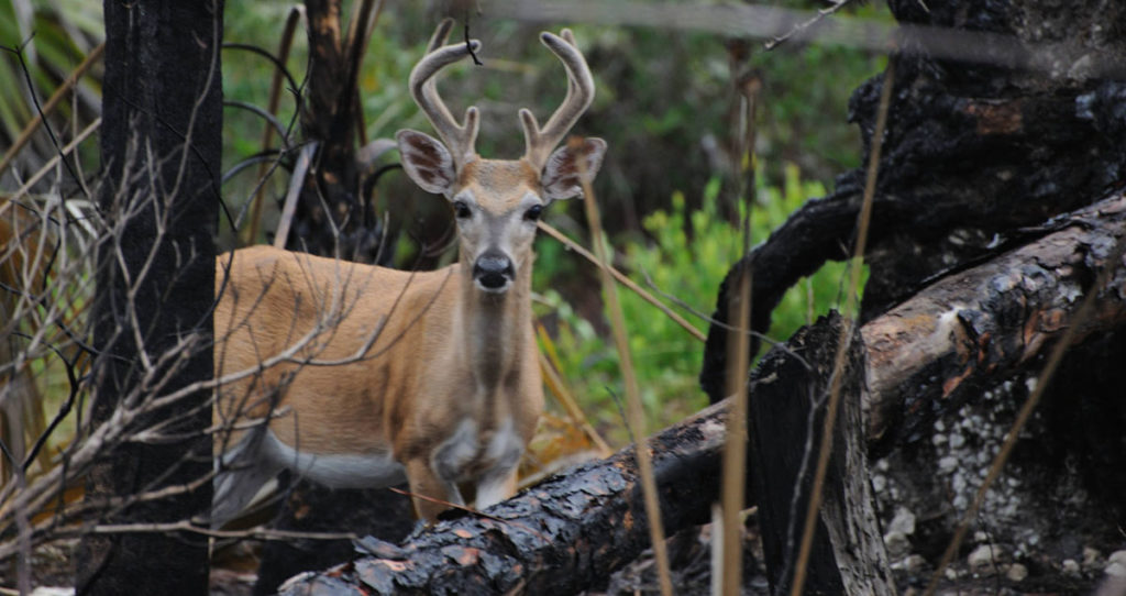 Road-killed Deer in Florida Panhandle Positive for CWD