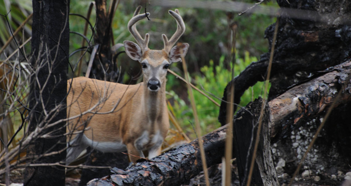 Small Florida buck in the woods.