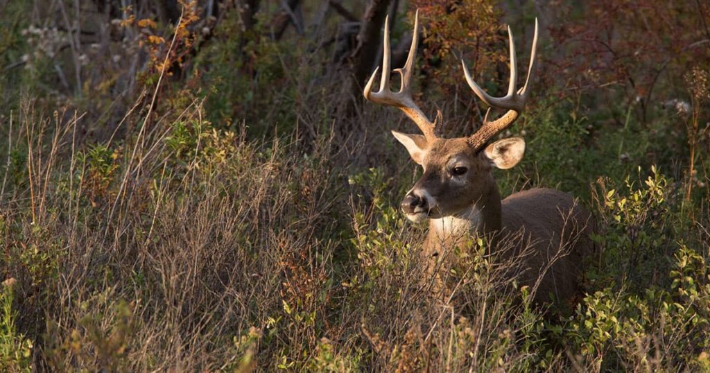 A nice Alabama buck in a fallow field.