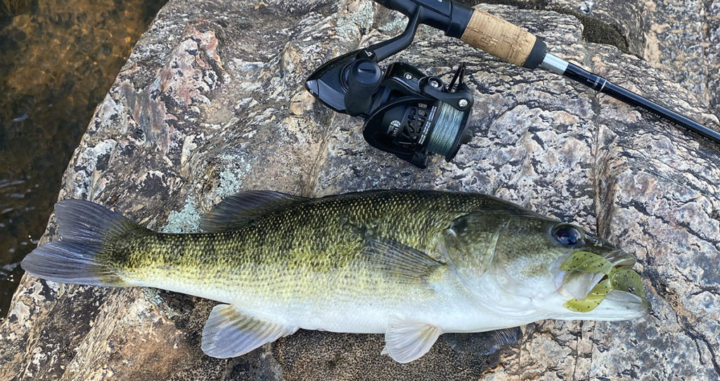 Shoal bass caught with a Carbon X spinning rod and reel combo.