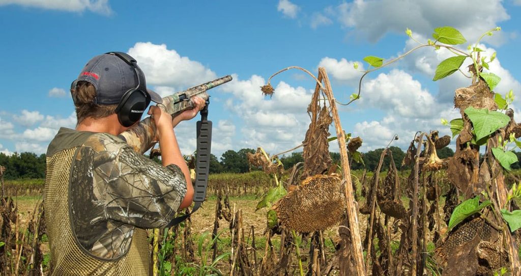 A young dove hunter taking aim in a sunflower field.