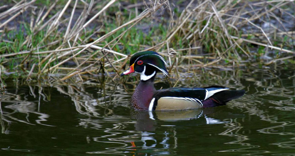 Beautiful wood duck swimming in a Georgia pond.