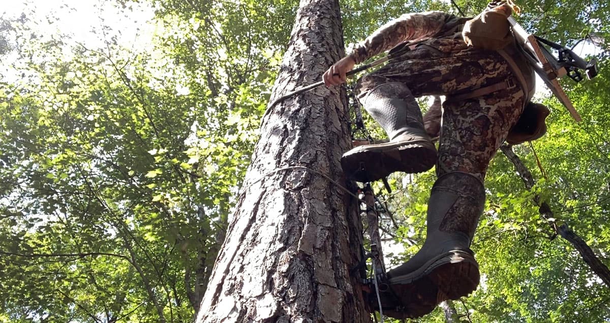 The author climbing a tree using climbing sticks and a lineman's rope.