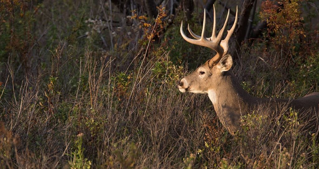 Large buck in an overgrown field.