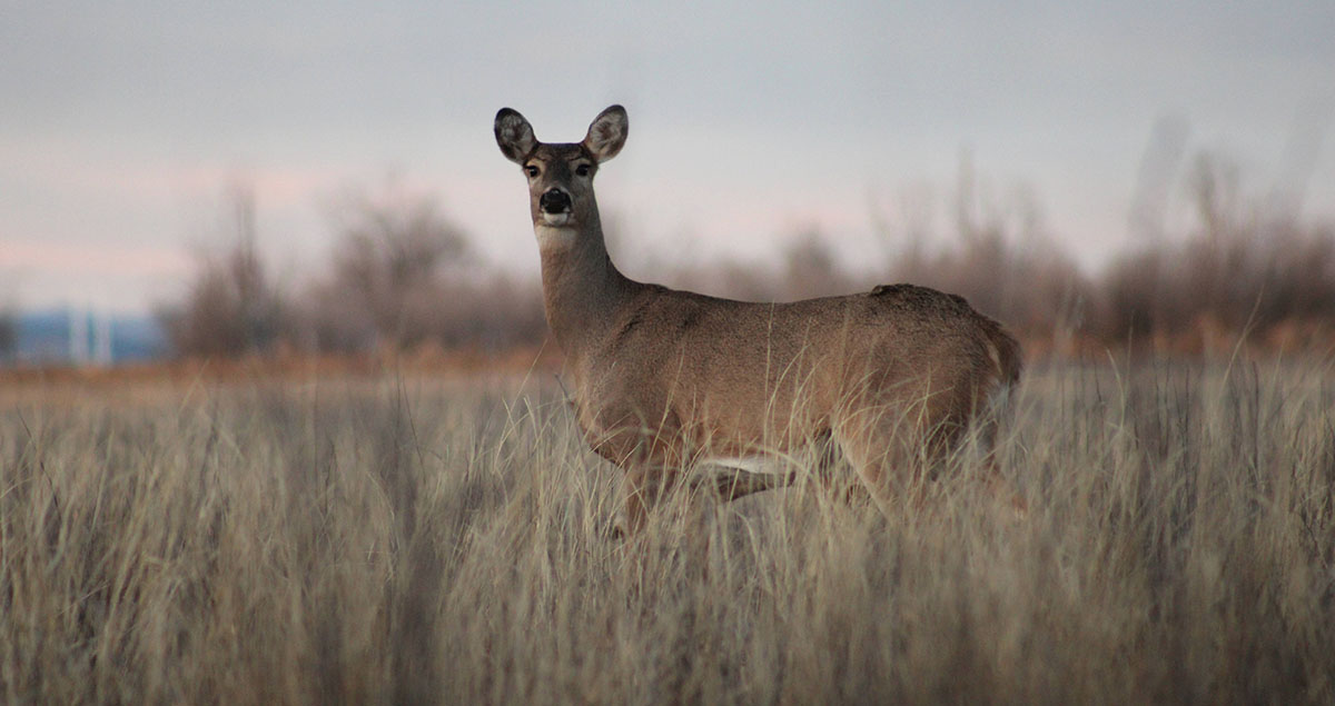 A lone whitetail doe standing in a field looking at the camera.