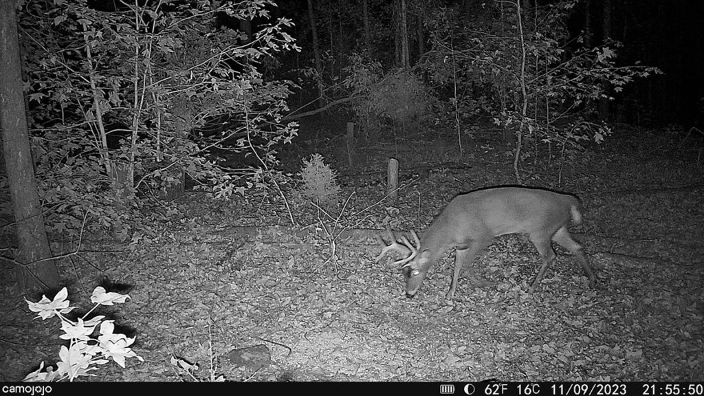 Buck feeding at night.